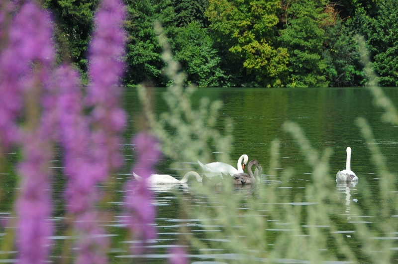 Evry Daily Photo - Seine de Vacances  Evry a l’heure d ete - 11 - large.jpg